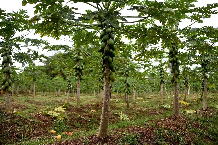 Plantacion de papaya de Finca La Isabela
